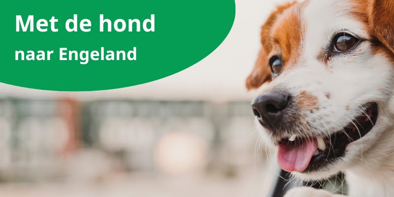 met de hond naar Engeland